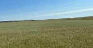 Castilla y León impulsa 14 ensayos experimentales de variedades de cereales de inviernos en la campaña 2024