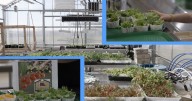 From greenhouse to cafeteria, Sturgeon Bay students are improving food access