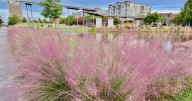 Pink Muhly blooming now at Railroad Park [PHOTOS + VIDEO]