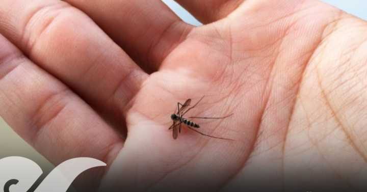 Puebla registra repunte de 100 casos de dengue