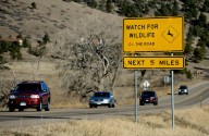 Vehicle collisions with wildlife spike 16% in Colorado after fall time change