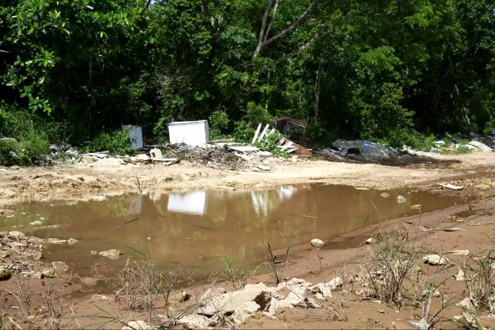 Quintana Roo suma 214 casos de dengue y detectan nueva especie de mosquito; ¿qué tan peligroso es?