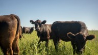 Republicans have a rare beef with Trump over suggestion he'll import red meat