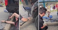 Hitchhiking reptiles: Snakes are sneaking into Illawarra's cars and Airbnbs