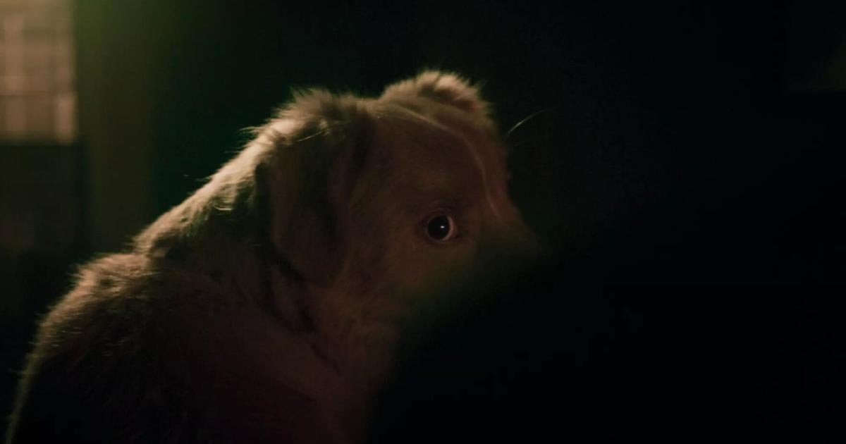 Movie Review: Sit, stay, scare! An adorable dog stars in mild haunted house horror 'Good Boy'