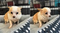 Tiny, Grumpy Chihuahua From Oklahoma Shelter Charms Hundreds With Her Sass