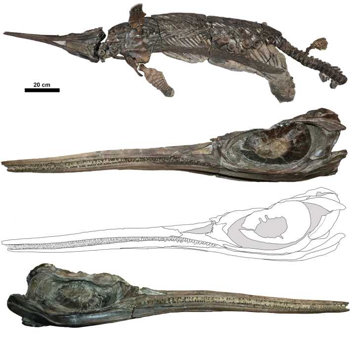 New species of Jurassic-era 'sword dragon' marine reptile discovered