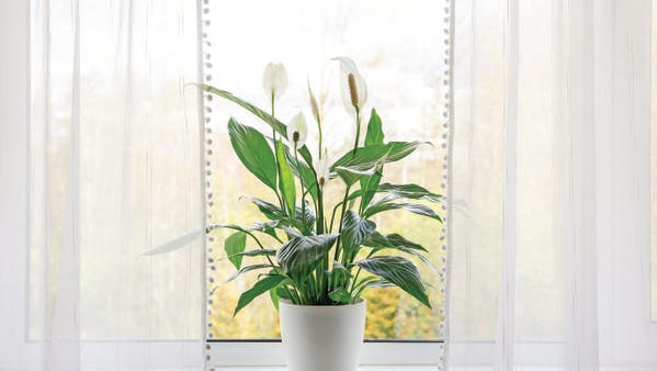 October Prime Day sale indoor garden essentials plants