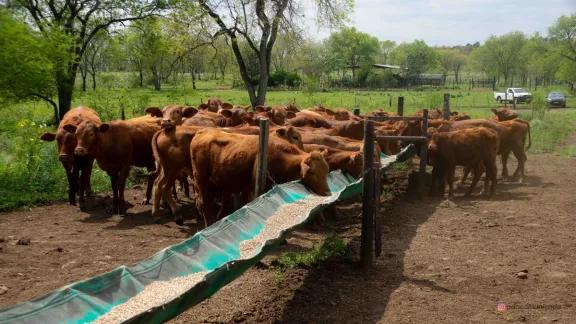 Brahaman colorados y búfalos buscan ganarse un lugar en el plato de los misioneros
