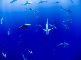 Cocaine Shark: How Drug Habits Can Impact Aquatic Ecosystems