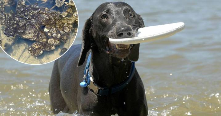 Tychonema blue-green algae warning to Canberra pet owners