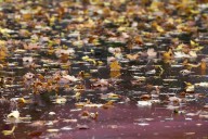 Heavy rain, strong Halloween winds to hit Massachusetts