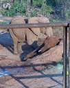 Tras unos meses en libertad, murió la elefanta Pupy