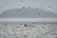 Scientists hope underwater fiber-optic cables can help save orcas