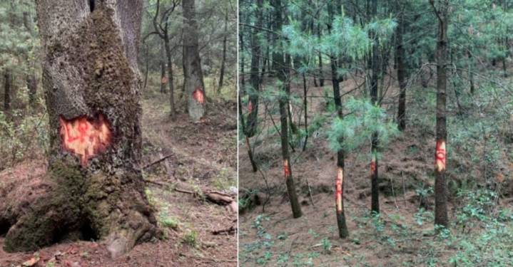 Sufren tala Ajusco y Desierto de Los Leones