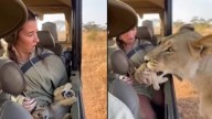 Lioness Leaves Cub In Woman’s Lap, Internet Shocked. But Is It Real?