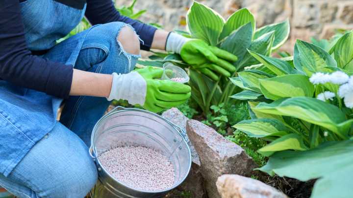 The Hosta Fertilization Mistake That Increases The Chance Of Winter Damage