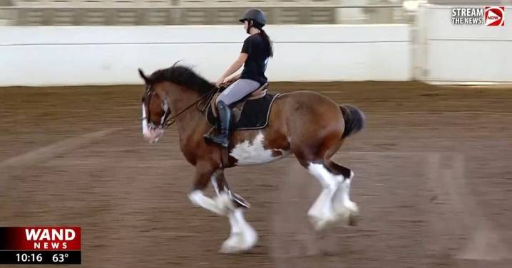 Horsing around: Springfield kicks off October with World Clydesdale Show