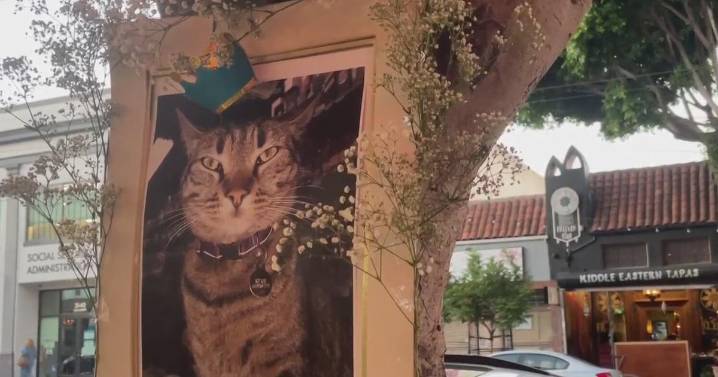 San Francisco's Mission District mourns beloved store cat killed by Waymo