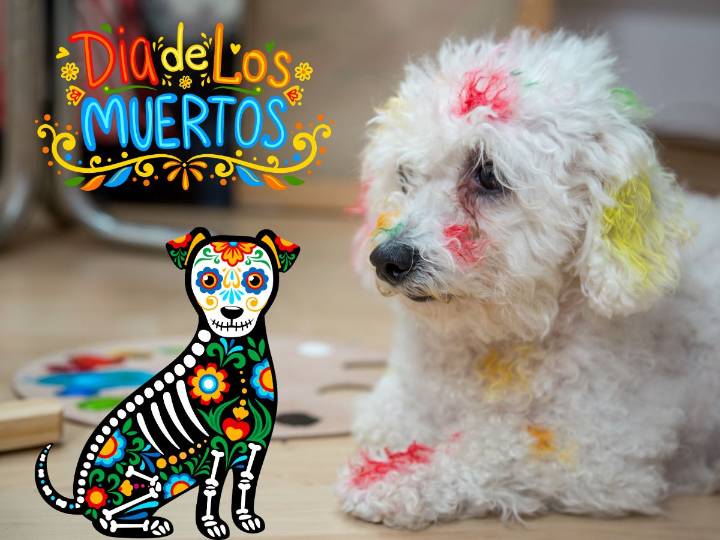 Es seguro pintar a tus perros para disfrazarlos en Día de Muertos