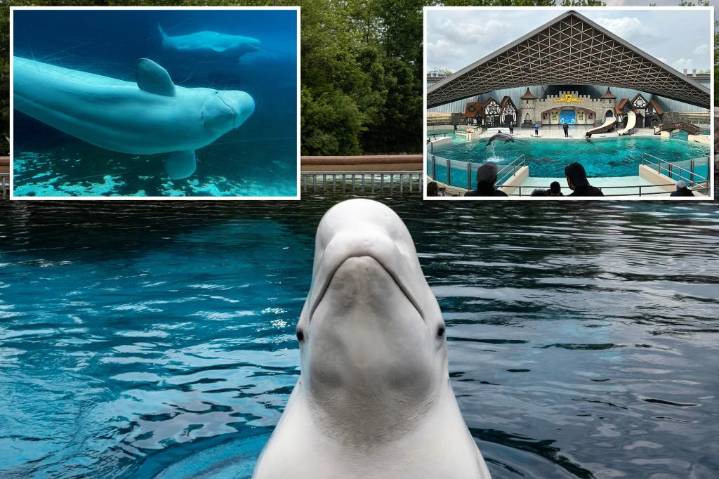 Canada's Marineland threatens to kill 30 beluga whales if emergency government funding isn't approved