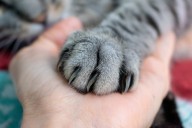 California bans cat declawing, takes new steps to halt puppy mills