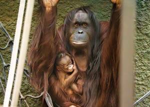 Zoo celebrates birth of critically endangered orangutan