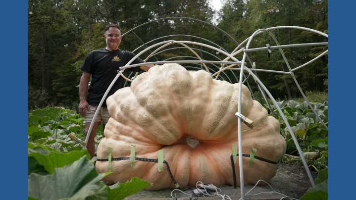 How to grow a giant pumpkin, with help from science