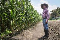 Avanza diálogo con productores de maíz, donde haya intereses legítimos: Sheinbaum