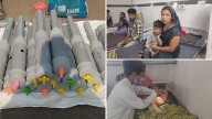 Carbide “firecracker gun” craze leaves 122+ children injured in Madhya Pradesh; 14 blinded