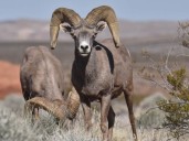 Presentarán en el Congreso Mundial de la Naturaleza de la UICN proyecto sobre el Borrego Cimarrón del Desierto