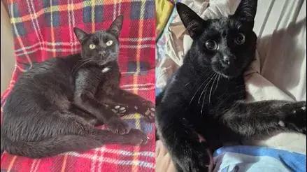Chorrillos: familia busca a gatito Ron que se perdió desde hace cinco días