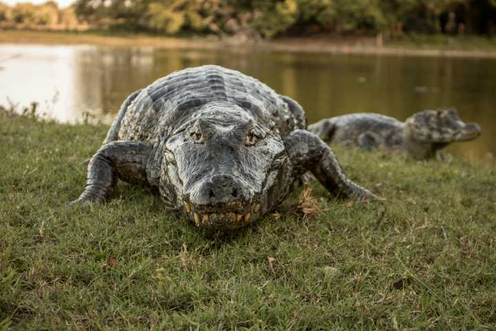 Cómo es la cárcel vigilada por caimanes y que no tiene reos de alta peligrosidad