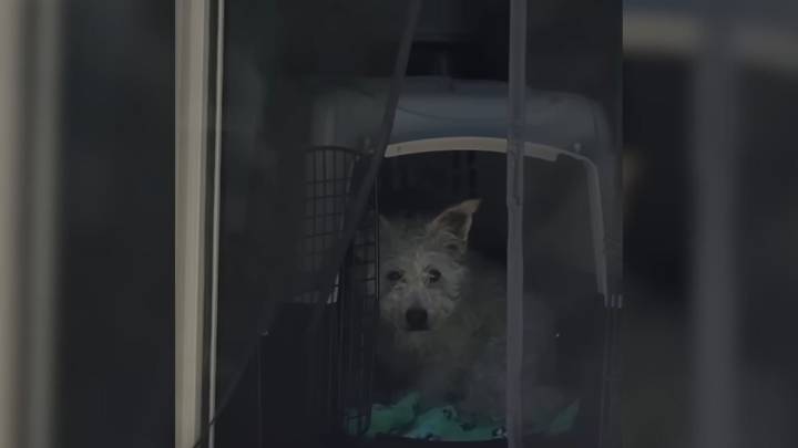 This California Dog Was Terrified of People, And What Happened Next Will Warm Your Heart