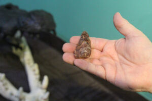 Pocatello museum unveiling skull recreation of ‘dinosaur-eating’ crocodile this Saturday