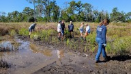 Watch wetland planting at Carolina Beach State Park