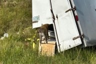 'Aggressive' monkey infected with COVID and STIs running loose in Mississippi after transport truck overturns: sheriff