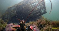 Lobster population falls off New England, leading regulators to declare overfishing