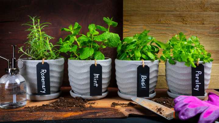 Growing This Staple Herb From Seed May Cause You Unexpected Regret