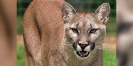 Mountain lion sighting reported at North Laredo park