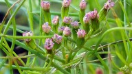 Los secretos del comino: la planta que cura y fortalece tu organismo