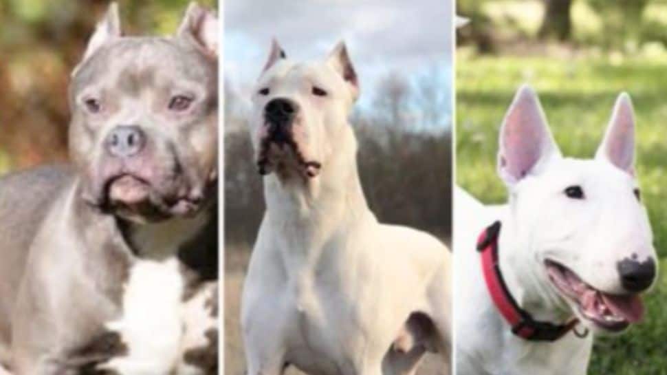 Pitbulls, Rottweilers Among Six Dog Breeds Banned By Chandigarh Administration