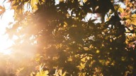 Warm, sunny Saturday ahead of cold front