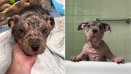 Scruffy Pup Found In North Carolina Stuns Rescuers With Her True Age And Glow