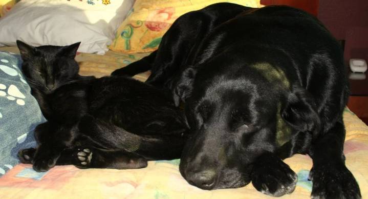 Sacrificios, rituales y maltratos en contra de perros y gatos podría aumentar entre octubre y noviembre en CDMX, advierte SSC