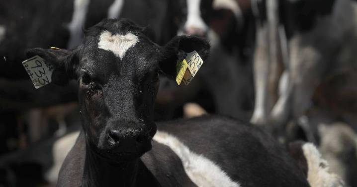 Líderes agricultores en EU rechazan plan de Trump para importar más carne de Argentina