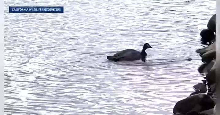 Sick Canada Geese in El Dorado County, wildlife experts confirm bird flu arrives with migration
