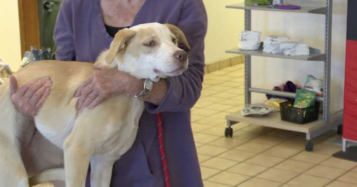 Bone dry: Oklahoma Alliance for Animals pet food pantry empty