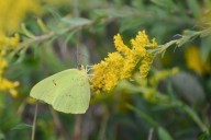 El otoño florece en Prairie Ridge Ecostation