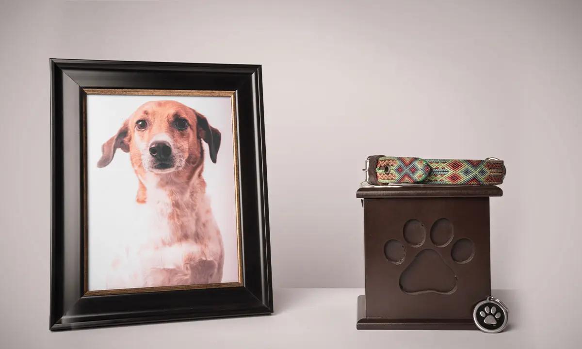 Los Cabos tendrá funeraria para mascotas
